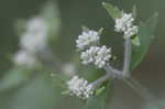 Roundleaf thoroughwort